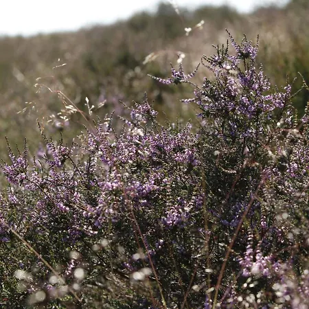 In Nijmegen Near Centre Mook