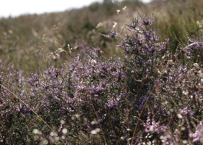In Nijmegen Near Centre Mook
